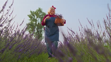 Senior-old-grandmother-farmer-gathering-lavender-flowers-on-field,-dancing,-celebrating-success-win