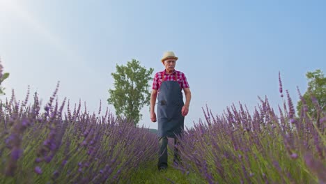 Hombre-Mayor-Abuelo-Agricultor-Cultivando-Plantas-De-Lavanda-En-El-Jardín-De-Hierbas,-Actividades-De-Jubilación