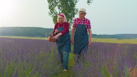 Senior-farmer-workers-grandfather-grandmother-in-organic-field-growing,-gathering-lavender-flowers