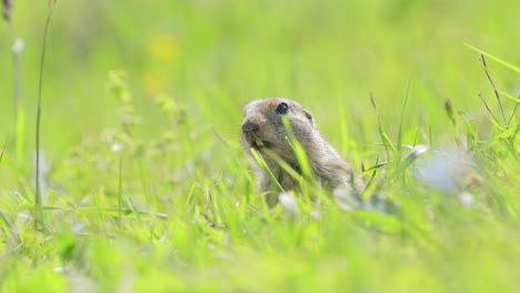 Das-Kaukasische-Berghörnchen-Oder-Elbrus-Ziesel-(Spermophilus-Musicus)-Ist-Ein-Nagetier-Aus-Der-Gattung-Der-Ziesel.