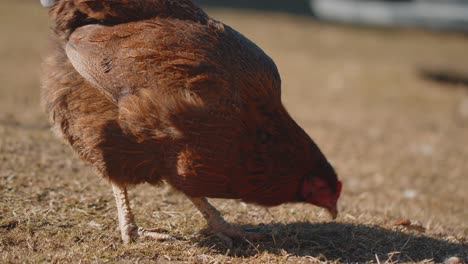 Pollo-Doméstico-Marrón-De-Corral-De-Primer-Plano-Comiendo-Granos,-Picoteando-Hierba-Amarilla-En-Una-Pequeña-Granja-Ecológica