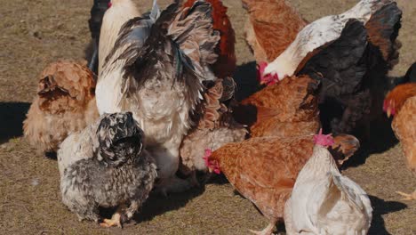 Haushühner-Und-Hähne-Fressen-Getreide-Auf-Einem-Freilandbauernhof-Mit-Gelbem-Gras-Auf-Einem-Kleinen-Ökobauernhof