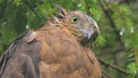 European-honey-buzzard-(Pernis-apivorus),-also-known-as-the-pern-or-common-pern,is-a-bird-of-prey-in-the-family-Accipitridae