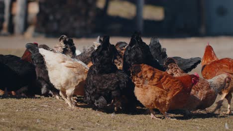 Freilandhühner-Auf-Der-Weide,-Hähne-Laufen-Auf-Gras-Und-Fressen-Auf-Einem-Ländlichen-Öko-Bauernhof