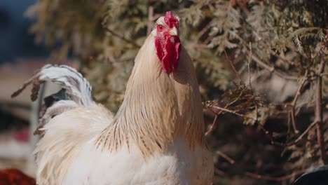 Free-range-one-white-domestic-rooster-chicken-on-a-small-rural-eco-farm,-hen-looking-at-camera