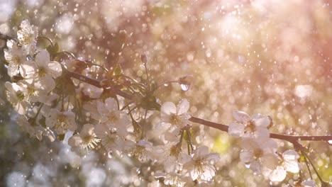 Kirschblütenzeit.-Frühlingsregentropfen-Fallen-Auf-Eine-Kirschblüte.-Aufgenommen-Mit-Super-Zeitlupenkamera-1000-Fps.