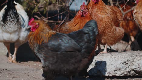 Free-range-one-white-domestic-rooster-chicken-on-a-small-rural-eco-farm,-hen-looking-at-camera