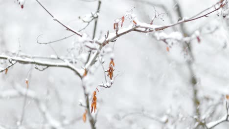 Äste-Auf-Dem-Hintergrund-Des-Schneefalls.-Schneeflocken-Fallen-In-Die-Winterlandschaft.