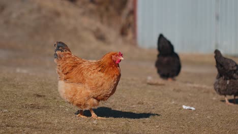 Pollo-Doméstico-Marrón-De-Corral-Comiendo-Granos,-Picoteando-Hierba-Amarilla-En-Una-Pequeña-Granja-De-Cooperativas-Ecológicas