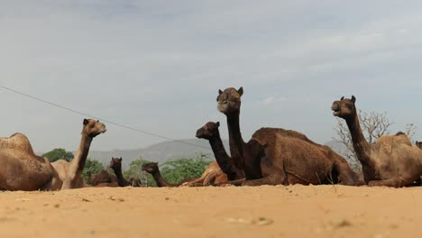 Camels-at-the-Pushkar-Fair,-also-called-the-Pushkar-Camel-Fair-or-locally-as-Kartik-Mela-is-an-annual-multi-day-livestock-fair-and-cultural-held-in-the-town-of-Pushkar-Rajasthan,-India.