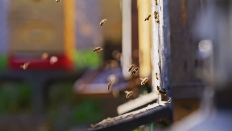 Close-Shot-of-Bees-Flying-at-Hive-Entrance