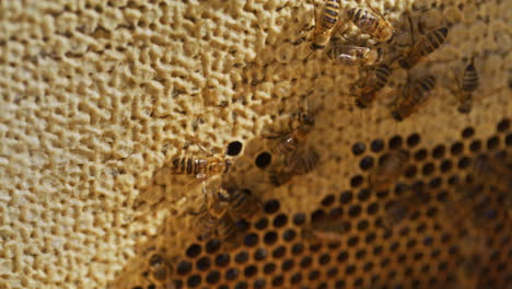 Primer-Plano-De-Abejas-Carniolanas-En-Panal.