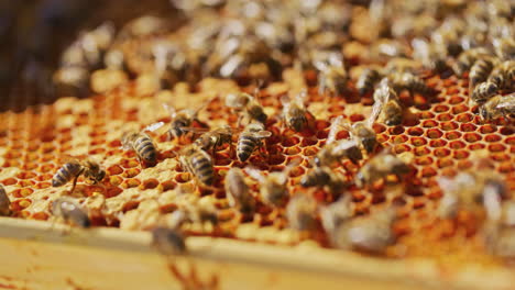 Grupo-De-Abejas-Trabajadoras-En-Un-Panal