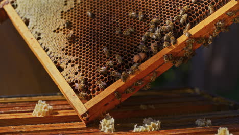 Abejas-Trabajadoras-En-Panal-Cubierto-De-Cera-De-Abejas.