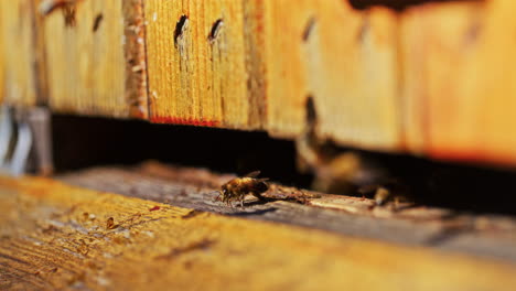 Wunderschöne-Aussicht-Auf-Fliegende-Bienen-Zur-Goldenen-Stunde