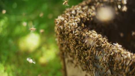 Abejas-Trabajadoras-En-Colmena-Abierta.