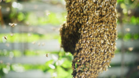 Thousands-of-Flying-Bees-on-Tree