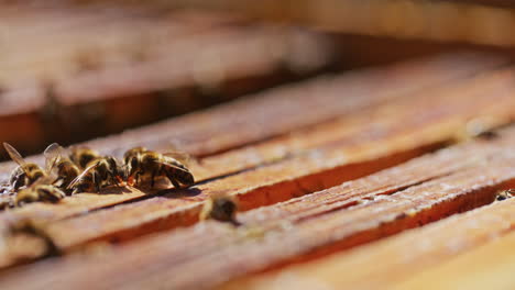 Sehr-Starke-Nahaufnahme-Von-Bienen-Im-Bienenstock