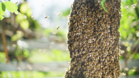 Abejas-Volando-Alrededor-Enjambran-En-Verano