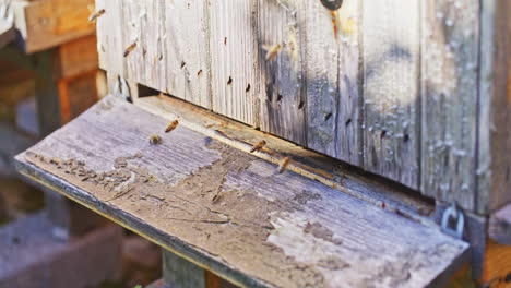 Blick-Auf-Holzstock-Und-Fliegende-Bienen