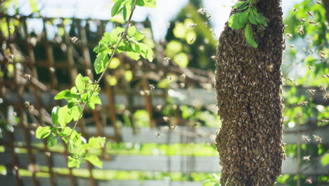 Primer-Plano-De-Un-Enjambre-De-Abejas.