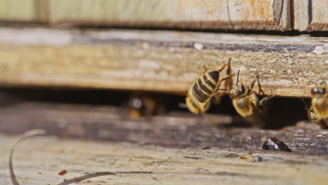 Primer-Plano-De-Abejas-Entrando-A-La-Colmena.