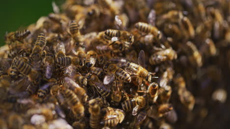 Bienen-Arbeiten-Und-Produzieren-Honig-Im-Bienenstock