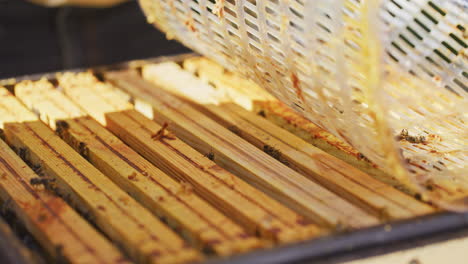 Close-Shot-of-Bees-on-Honey-Frames