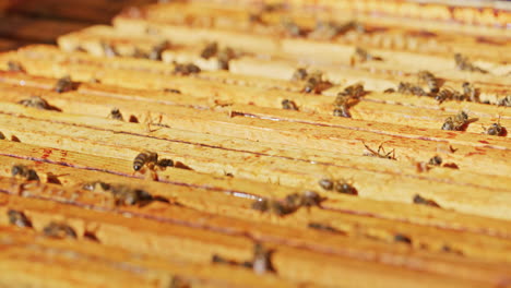 Abejas-Trabajadoras-En-Panales