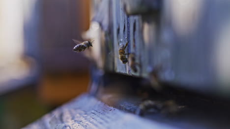 Close-Up-Shot-of-Bees-in-Hive