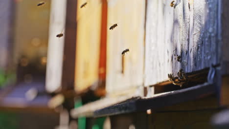 Bee-Family-Flies-into-Hive-in-Apiary