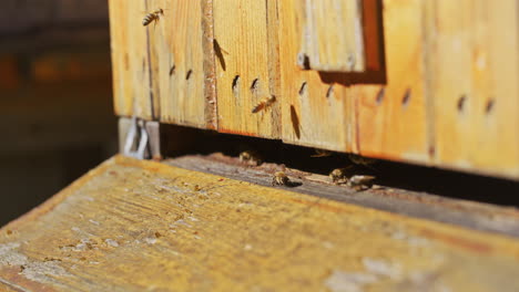 Abejas-Volando-En-La-Entrada-De-La-Colmena