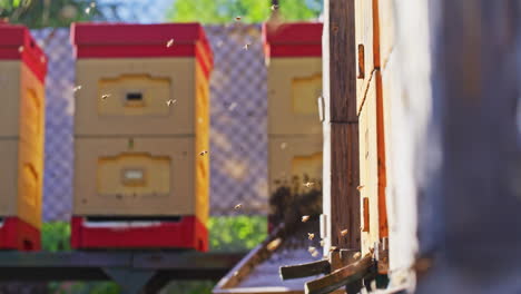 View-of-Bees-and-Hives-in-Apiary