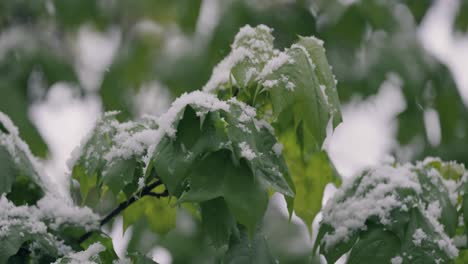 Nevadas-Sobre-Hojas-Verdes-De-Primavera.-La-No-Punibilidad-Del-Tiempo-Y-El-Cambio-Climático-En-El-Planeta-Tierra.