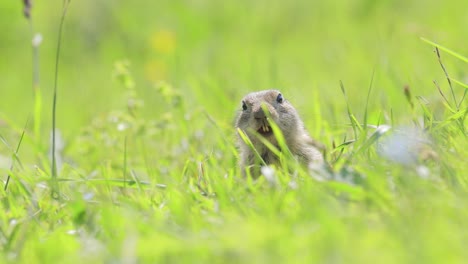 La-Ardilla-Terrestre-Del-Cáucaso-De-Montaña-O-La-Ardilla-Terrestre-De-Elbrus-(spermophilus-Musicus)-Es-Un-Roedor-Del-Género-De-Las-Ardillas-Terrestres.