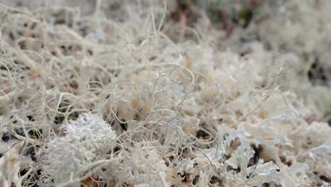 Arktischen-Tundra.-Schöne-Natur-Norwegen-Naturlandschaft.