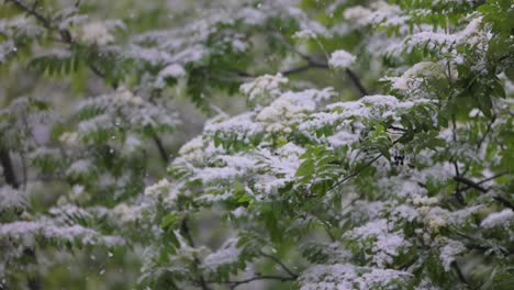 Schneefall-Auf-Grünen-Frühlingsblättern.-Die-Unstrafbarkeit-Von-Wetter-Und-Klimawandel-Auf-Dem-Planeten-Erde.