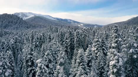 Hermoso-Bosque-De-Nieve-En-Invierno.-Volando-Sobre-Pinos-Cubiertos-De-Nieve.