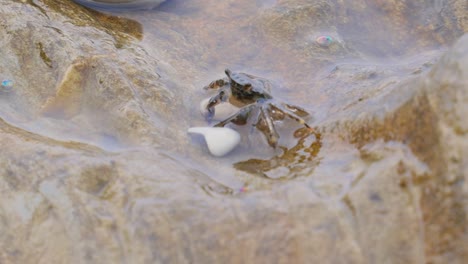 Pachygrapsus-Marmoratus-Ist-Eine-Krabbenart,-Manchmal-Auch-Marmorierte-Felsenkrabbe-Oder-Marmorkrabbe-Genannt,-Die-Im-Schwarzen-Meer,-Im-Mittelmeer-Und-In-Teilen-Des-Atlantischen-Ozeans-Lebt.