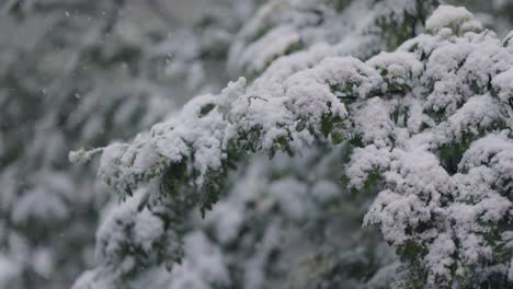 Snowfall-on-green-spring-leaves.-The-non-punishability-of-weather-and-climate-change-on-planet-earth.