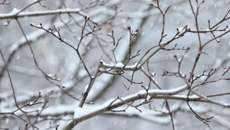 Tree-branches-on-the-background-of-snowfall.-Flakes-of-snow-falling-down-winter-landscape.