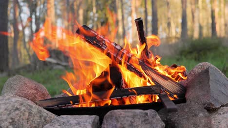 Burning-Campfire-in-the-forest