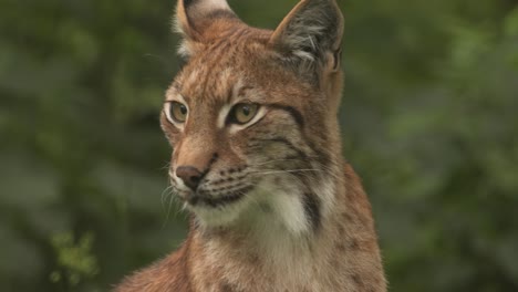 The-Eurasian-lynx-(Lynx-lynx)-in-the-forest.