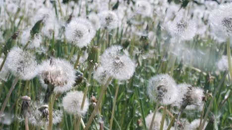 Flauschige-Löwenzahnsamen-Fliegen-über-Die-Lichtung.