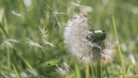 Flauschige-Löwenzahnsamen-Fliegen-über-Die-Lichtung.