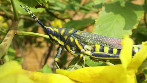 Aularches-Miliaris-Es-Una-Especie-De-Saltamontes-Monotípico-Del-Género-Aularches.-El-Insecto-Ha-Recibido-Diversos-Nombres,-Entre-Ellos-Langosta-Del-Café,-Saltamontes-Fantasma-Y-Saltamontes-Moteado-Del-Norte.