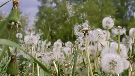 Flauschige-Löwenzahnsamen-Fliegen-über-Die-Lichtung.