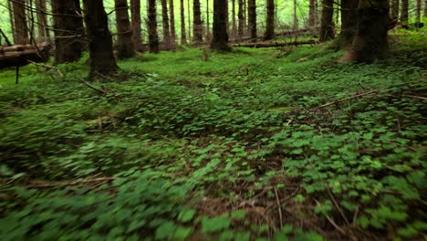 Blick-Auf-Den-Wald-In-Norwegen.-Wunderschöne-Natur-Norwegens.-Die-Kamera-Bewegt-Sich-Aus-Der-Ich-Perspektive-Durch-Das-Dickicht-Eines-Kiefernwaldes.