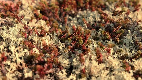 Flechtenmoos-Der-Arktischen-Tundra-Aus-Nächster-Nähe.-Es-Kommt-Hauptsächlich-In-Gebieten-Der-Arktischen-Tundra-Und-Der-Alpentundra-Vor-Und-Ist-äußerst-Kälteresistent.-Cladonia-Rangiferina,-Auch-Als-Rentierbecherflechte-Bekannt.