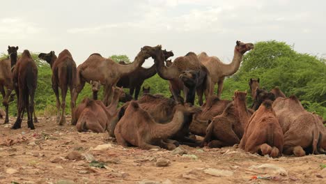 Camellos-En-La-Feria-De-Pushkar,-También-Llamada-Feria-De-Camellos-De-Pushkar-O-Localmente-Como-Kartik-Mela,-Es-Una-Feria-Ganadera-Y-Cultural-Anual-De-Varios-Días-Que-Se-Celebra-En-La-Ciudad-De-Pushkar,-Rajasthan,-India.